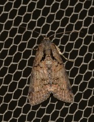Lophoptera hemithyris