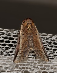Lophoptera vittigera