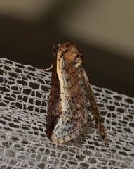 Lophoptera vittigera