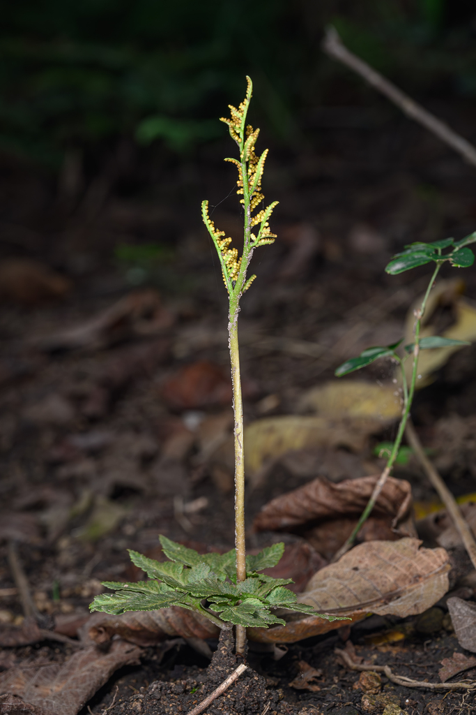 Sceptridium ternatum