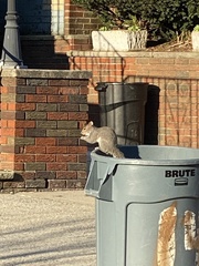 Sciurus carolinensis