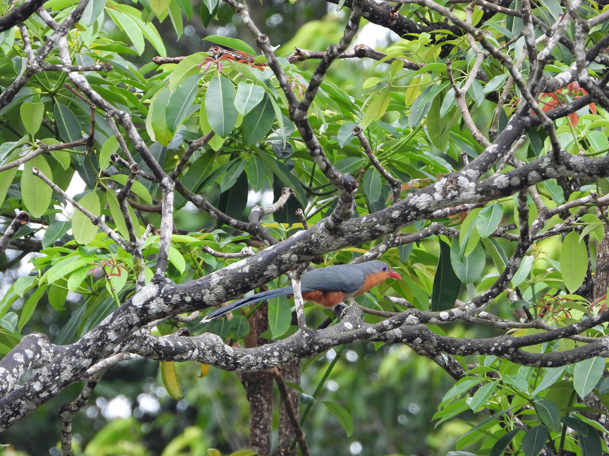 Red-billed Malkoha (Zanclostomus javanicus), photo 2