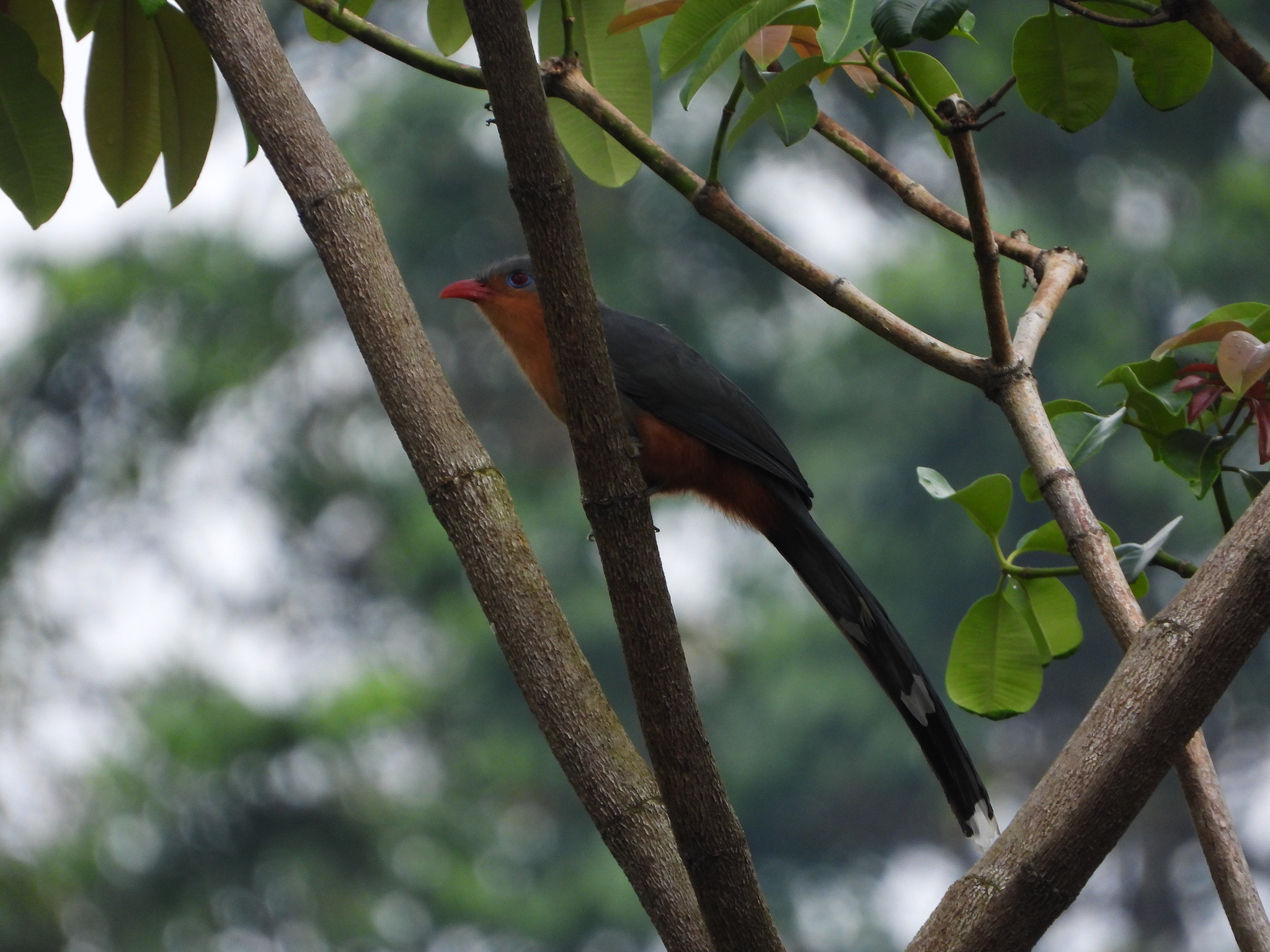 Red-billed Malkoha (Zanclostomus javanicus), photo 6