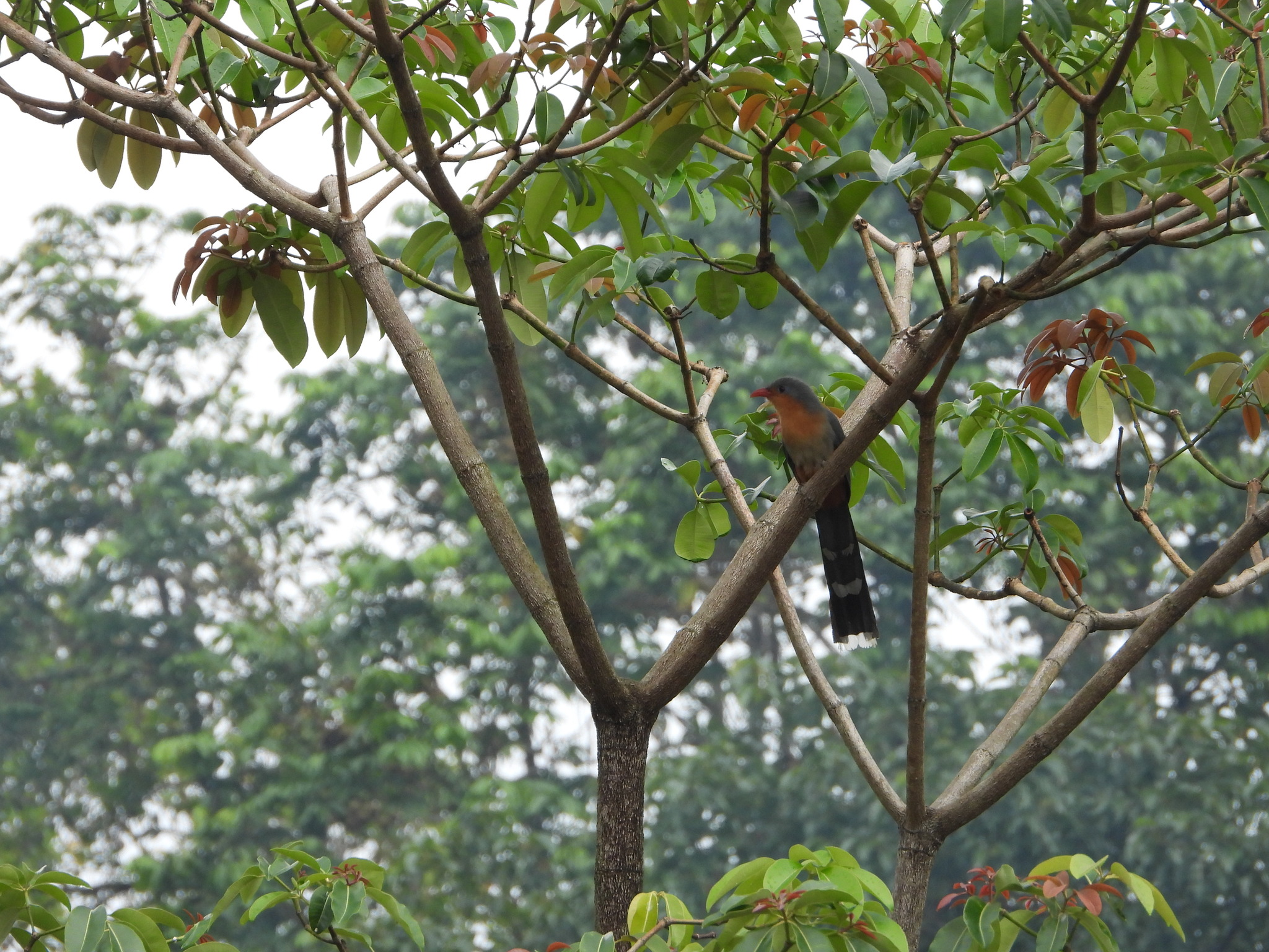 Red-billed Malkoha (Zanclostomus javanicus), photo 7