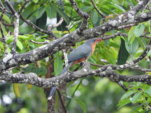Red-billed Malkoha (Zanclostomus javanicus), photo 7