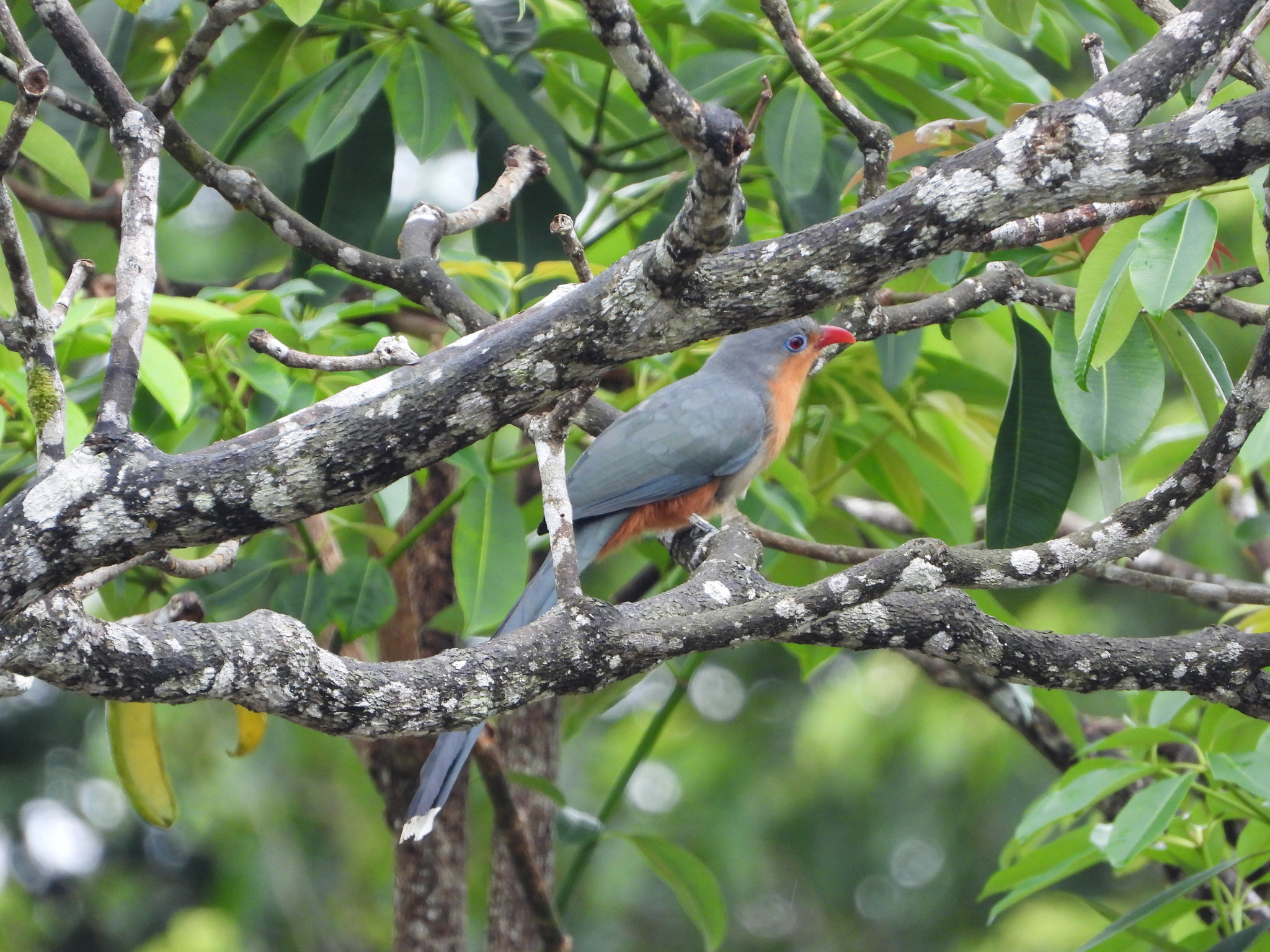 Red-billed Malkoha (Zanclostomus javanicus), photo 8