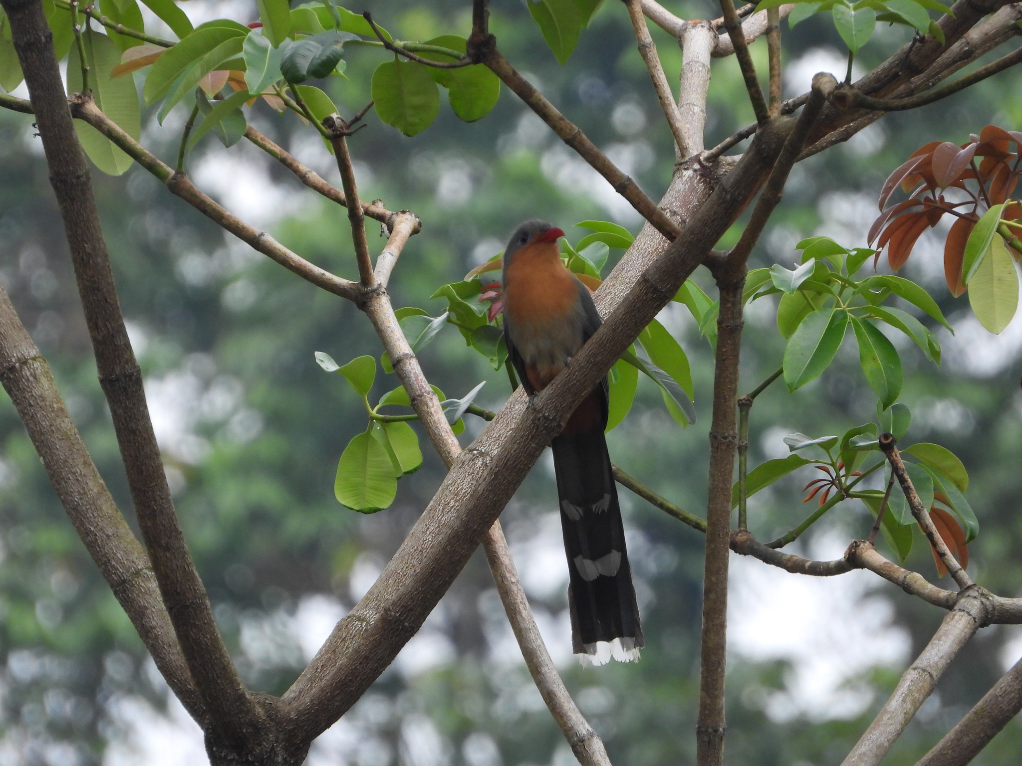 Red-billed Malkoha (Zanclostomus javanicus), photo 9
