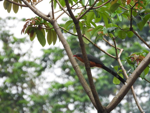 Red-billed Malkoha (Zanclostomus javanicus), photo 9