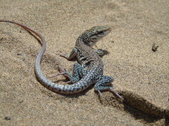 Callopistes maculatus