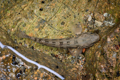 Shimofuri Goby photo 3