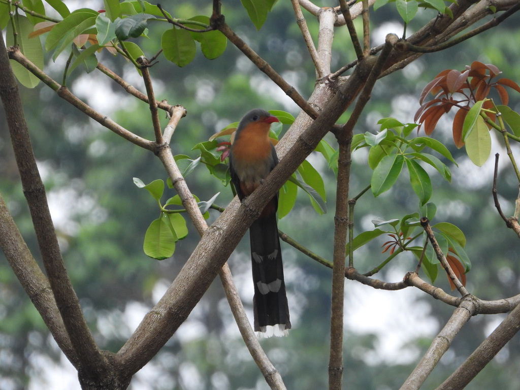 Red-billed Malkoha (Zanclostomus javanicus)