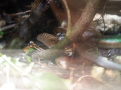 Diploglossidae