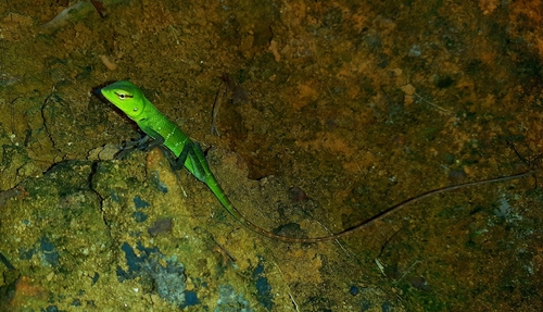 Common Green Forest Lizard