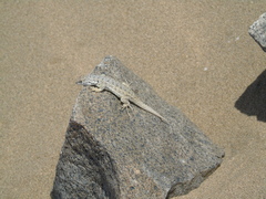 Liolaemus nigromaculatus