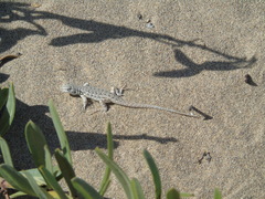 Liolaemus nigromaculatus