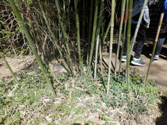 Phyllostachys nigra