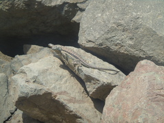 Microlophus atacamensis