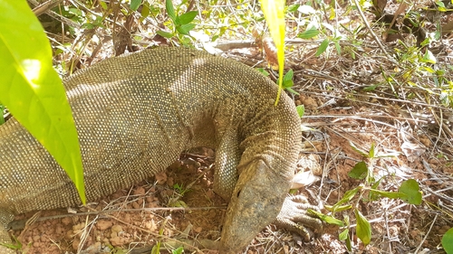 Bengal Monitor