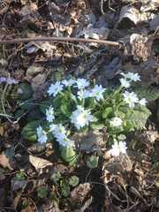 Primula vulgaris rubra