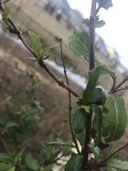 Bignonia capreolata
