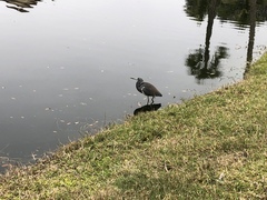 Egretta tricolor image