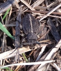 Dorcadion holosericeum