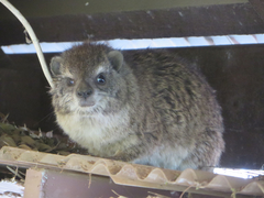 Dendrohyrax arboreus