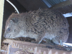 Dendrohyrax arboreus