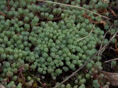 Sedum pallidum
