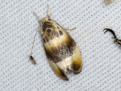 Piloprepes anassa