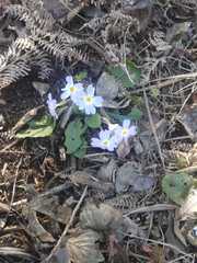 Primula vulgaris rubra