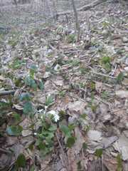 Primula vulgaris rubra
