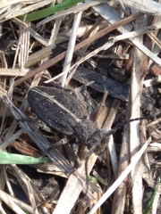 Dorcadion holosericeum