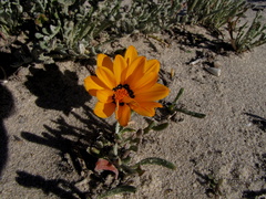 Gazania splendidissima