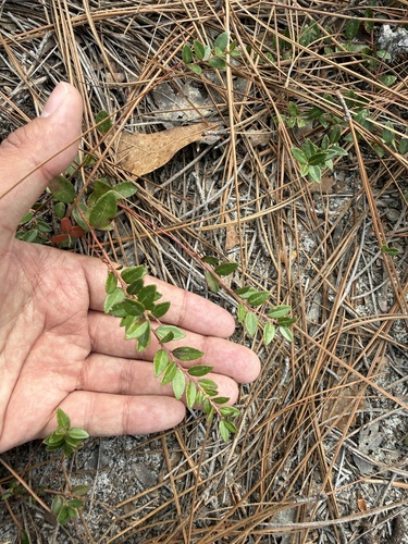 Creeping Blueberry (Vaccinium crassifolium)