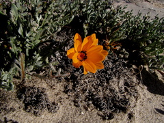 Gazania splendidissima