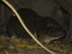 Dendrohyrax arboreus