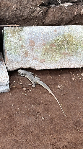 Common Butterfly Lizard