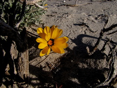 Gazania splendidissima