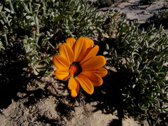 Gazania splendidissima