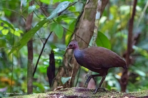 New Guinea Scrubfowl (Megapodius decollatus), photo 6