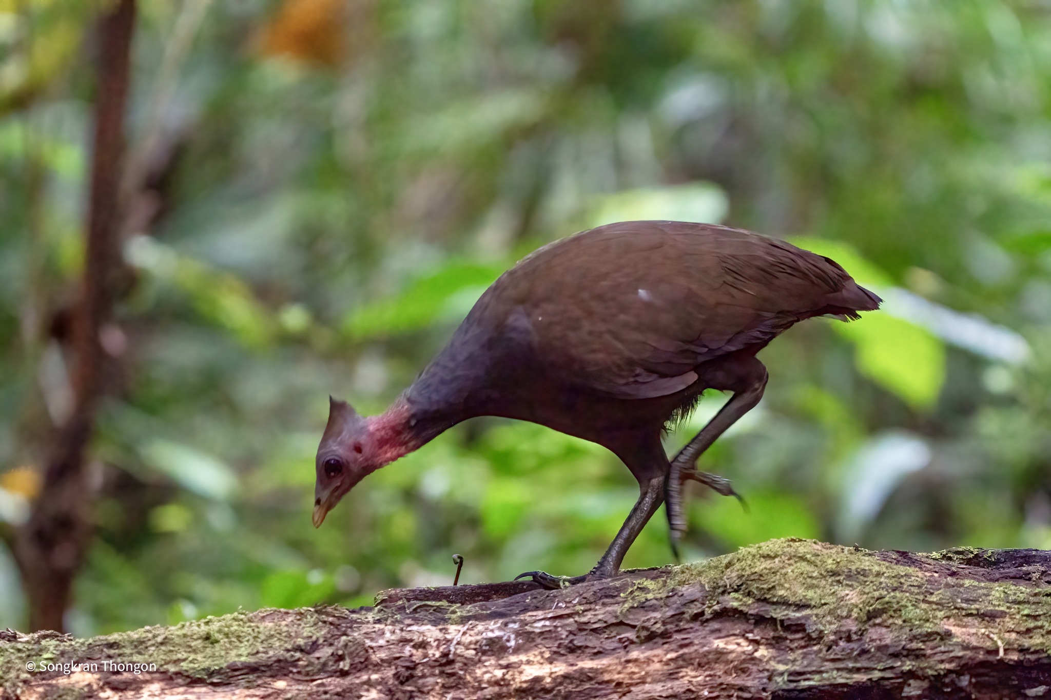 New Guinea Scrubfowl (Megapodius decollatus), photo 2