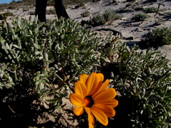 Gazania splendidissima