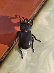 Phileurus