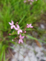 Stylidium ornatum