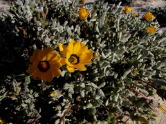 Gazania splendidissima