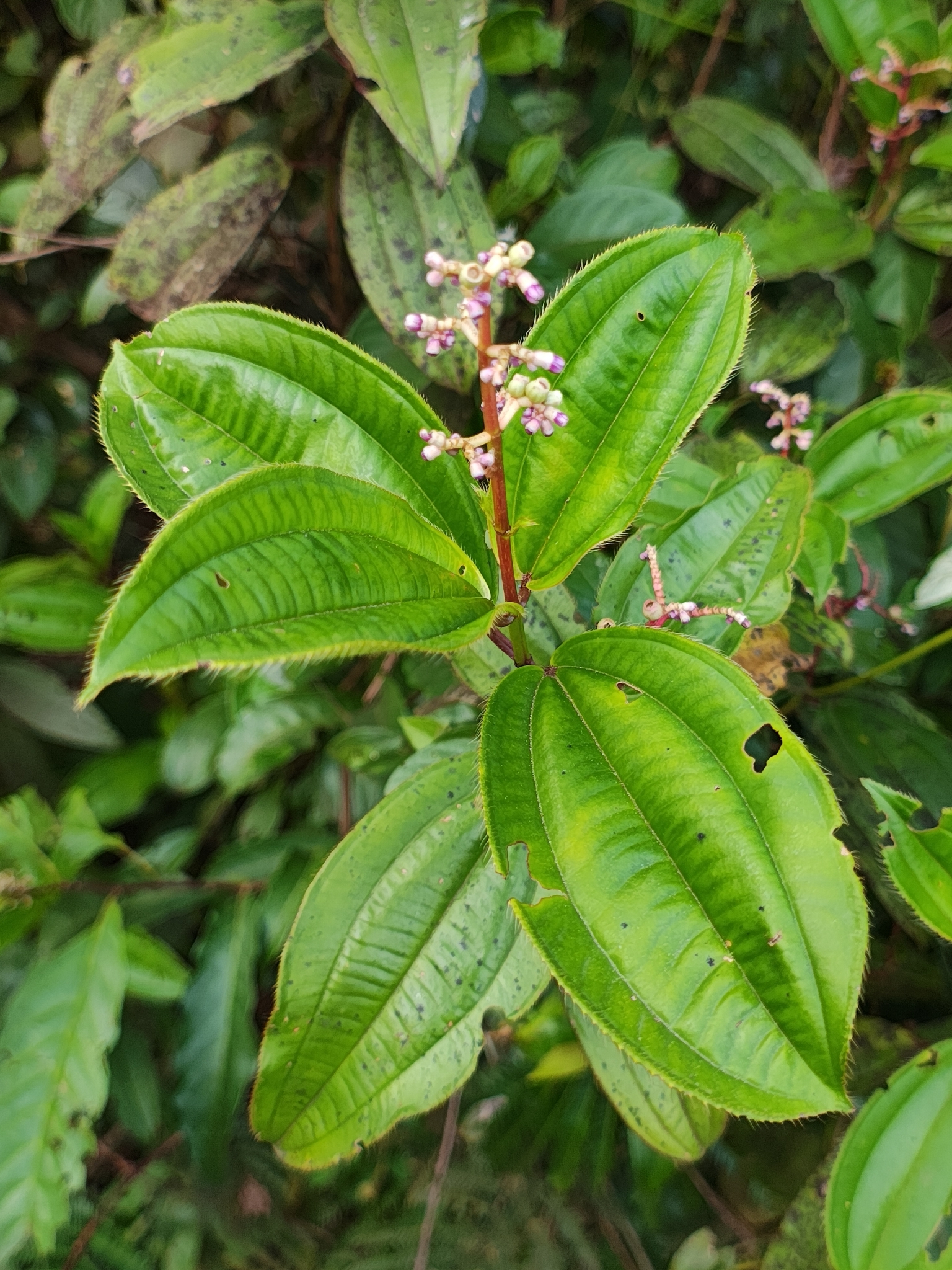 Miconia ciliata