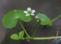 Caltha natans