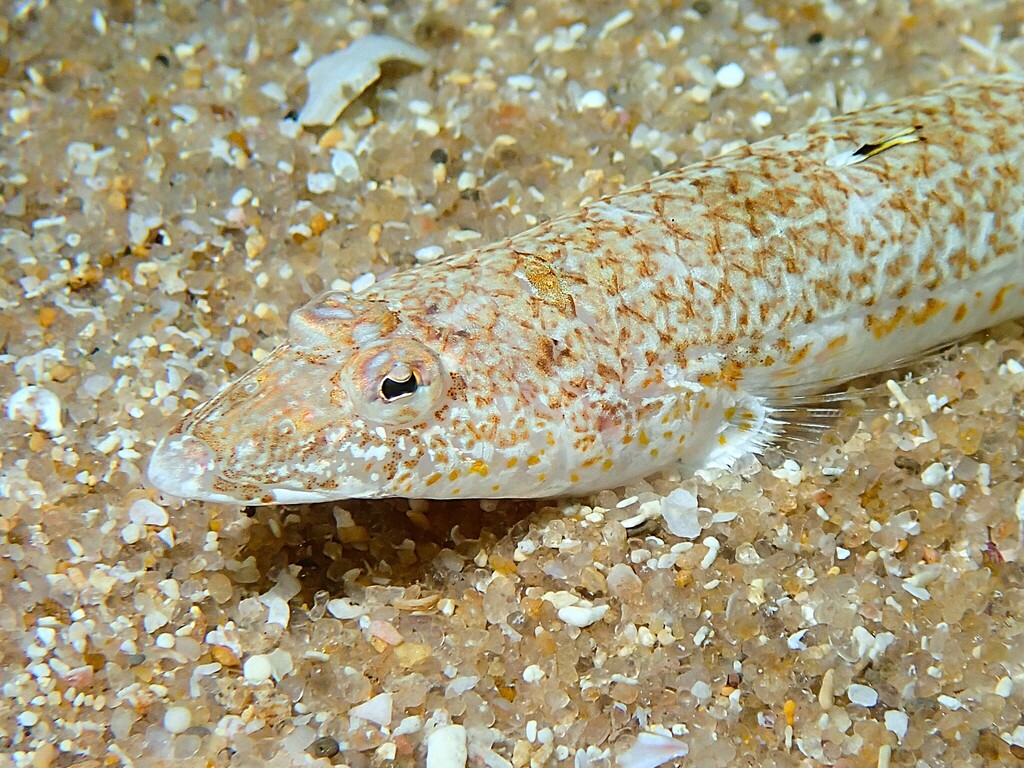 Broad Duckbill