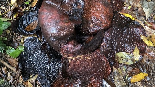 Rafflesia arnoldi